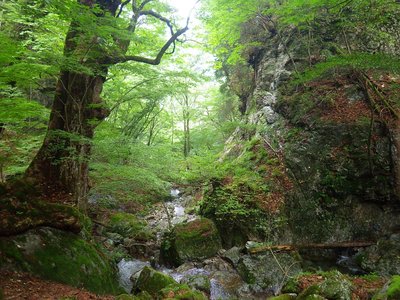 先日（６日）の奥ワサビ谷。