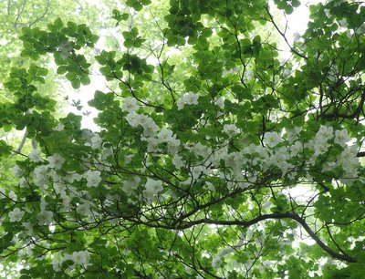 シロヤシオ1_800.jpg (240.64 KiB) 閲覧された回数 12007 回 ワサビ尾のシロヤシオ