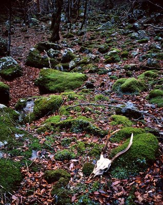 写真展1.jpg (320.53 KiB) 閲覧された回数 11945 回 よみがえれ