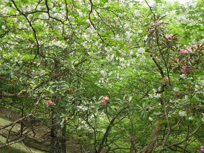 ワサビ尾のシロとシャクナゲ