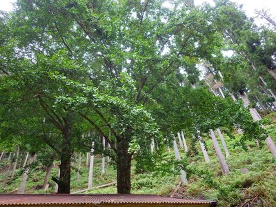 千秋社事務所に植えられた銀杏。