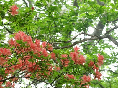 水無山北東尾根のシロとヤマツツジ
