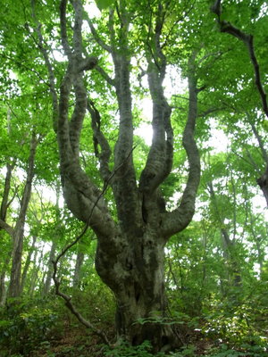 ブナの大木