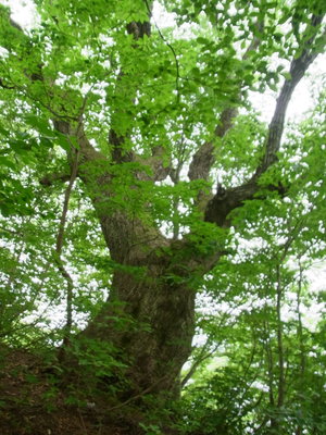 ミズナラの大木
