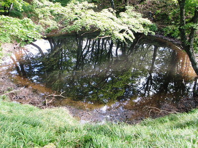 幸助の池、青葉がモミジに、今年は好い感じになりそうですね