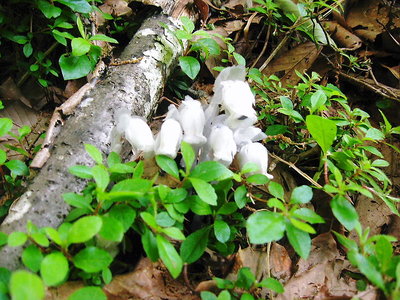 ● 色白だけど話さないお花