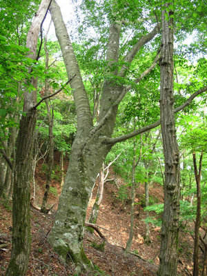 太尾入口のブナ