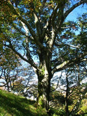 mb.JPG (260.79 KiB) 閲覧された回数 9133 回 みぶな野の大将