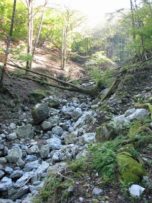 kg.JPG (216.57 KiB) 閲覧された回数 8696 回 コグルミ谷