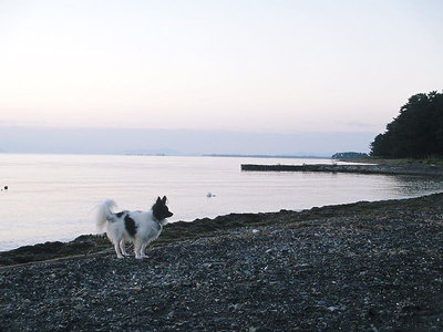 マゴ連れとキャンプした所、泳いだよな