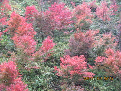 IMG_4452.JPG (1.11 MiB) 閲覧された回数 5817 回 六呂川のもみじ