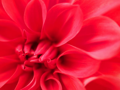 sPB024940.jpg (1.36 MiB) 閲覧された回数 9189 回 お持ち帰り大サーービスのダリア園で