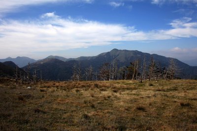 ササ原の稜線から枯れ木の無効に三嶺が見えてくる