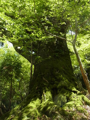 私のブナの木です。私の物です(^^)