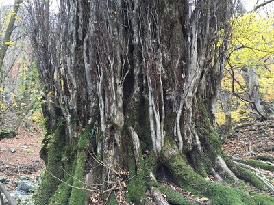 IMG_4720.jpg (512.6 KiB) 閲覧された回数 4463 回 甲森谷の巨木