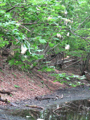 長池のカエルの花