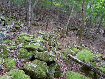 庵ノ谷源流部に残る石積み道（炭焼き道か？）。