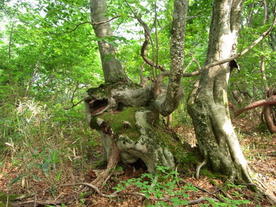 こんなブナもあります