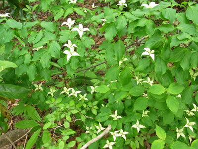 ヤマボウシも満開