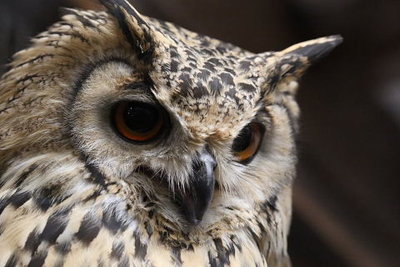 torihana002.jpg (40.79 KiB) 閲覧された回数 8935 回 神戸市立どうぶつ王国にて