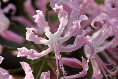 torihana003.jpg (34.37 KiB) 閲覧された回数 8932 回 EF 100mm F2.8L MACRO IS USM