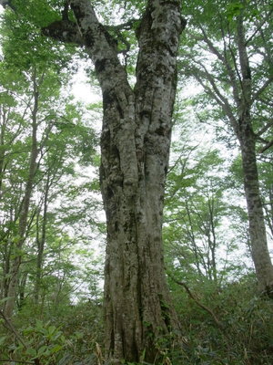 谷山頂上のブナ