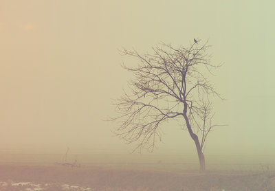 昨日の霧　こんなぶなの森を彷徨いたい