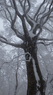 水無山西尾根のブナ