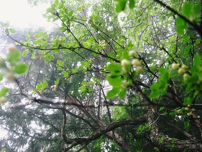 ● 白いスズランのような花