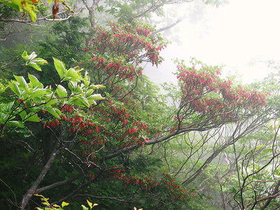 ● 紅ドウダンは霧の中に浮ぶよ
