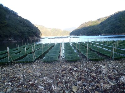 たまご浜のノリ網