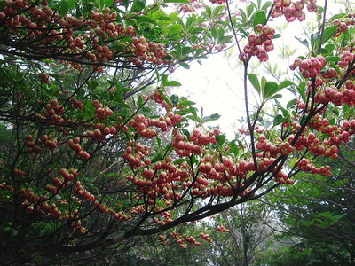 ● サラサドウダン満開だな、色つきも好いな