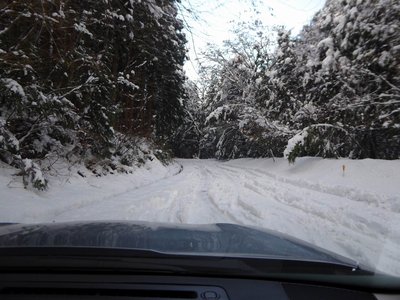 鳴野橋手前付近の林道の様子