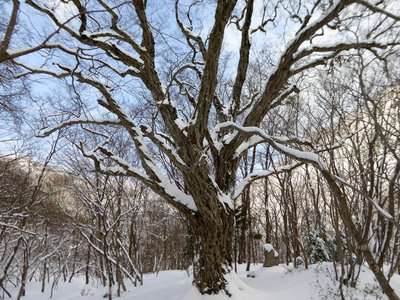 大シデも健在だ