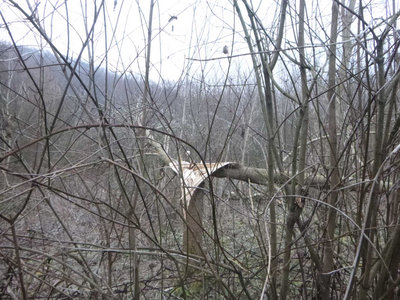 P1090186.jpg (186.89 KiB) 閲覧された回数 4075 回 アイスストームで裂けた木