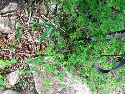 ● いつも逢うこが愛おしい、探して探して葉っぱだけだった