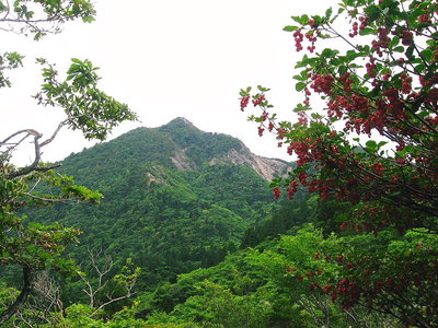 ● 紅ドウダンに鎌への遊び場