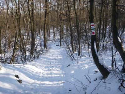 P1090376.jpg (156.49 KiB) 閲覧された回数 5628 回 登山道とコースのマーク
