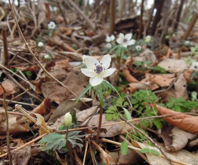 藤原のセツブンソウ