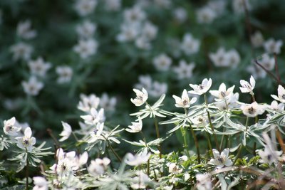 20090228_1009.jpg (178.76 KiB) 閲覧された回数 7301 回 藤原のセツブンソウ