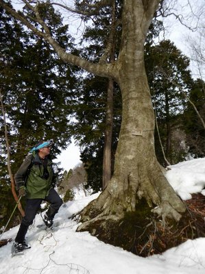 P1010128.JPG (189.58 KiB) 閲覧された回数 13696 回 権現のブナ婆