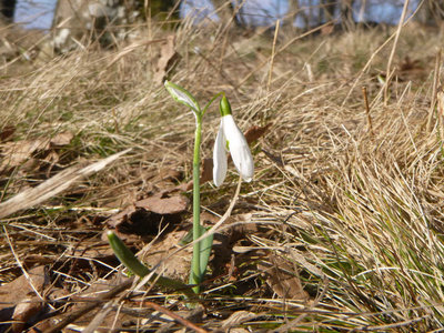 P1090592.jpg (148.34 KiB) 閲覧された回数 3037 回 白い花