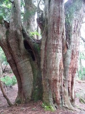 芦生杉です。抱きついてきました。
