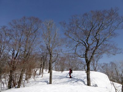 左門岳直下のブナ林を登る