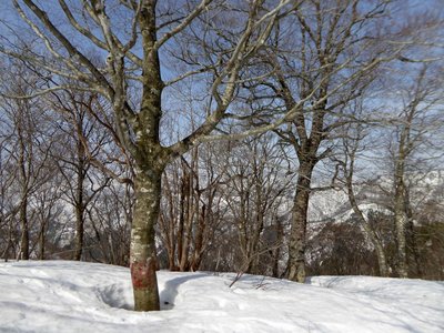 P1010582.JPG (340.09 KiB) 閲覧された回数 8927 回 P973のブナ