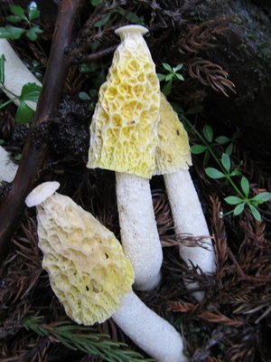 明日のお出かけには必ず傘を！だって