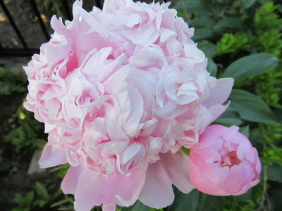 IMG_2839.JPG (194.44 KiB) 閲覧された回数 13446 回 桃玉