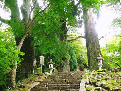 ● 山門に有る巨大ケヤキ、天然記念物