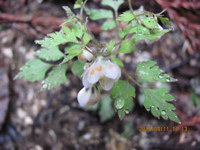 IMG_6666.JPG (481 KiB) 閲覧された回数 8358 回 もっと綺麗に撮りたかったのだが・・・