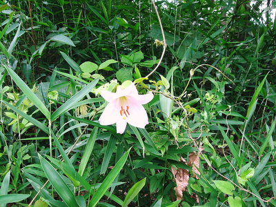 ササユリ.JPG (298.18 KiB) 閲覧された回数 13186 回 ● ササユリが好い匂いですね